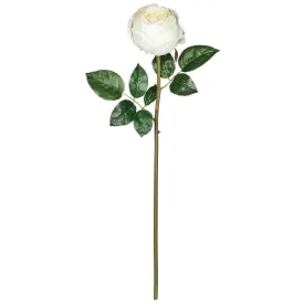 Cabbage Rose Stem