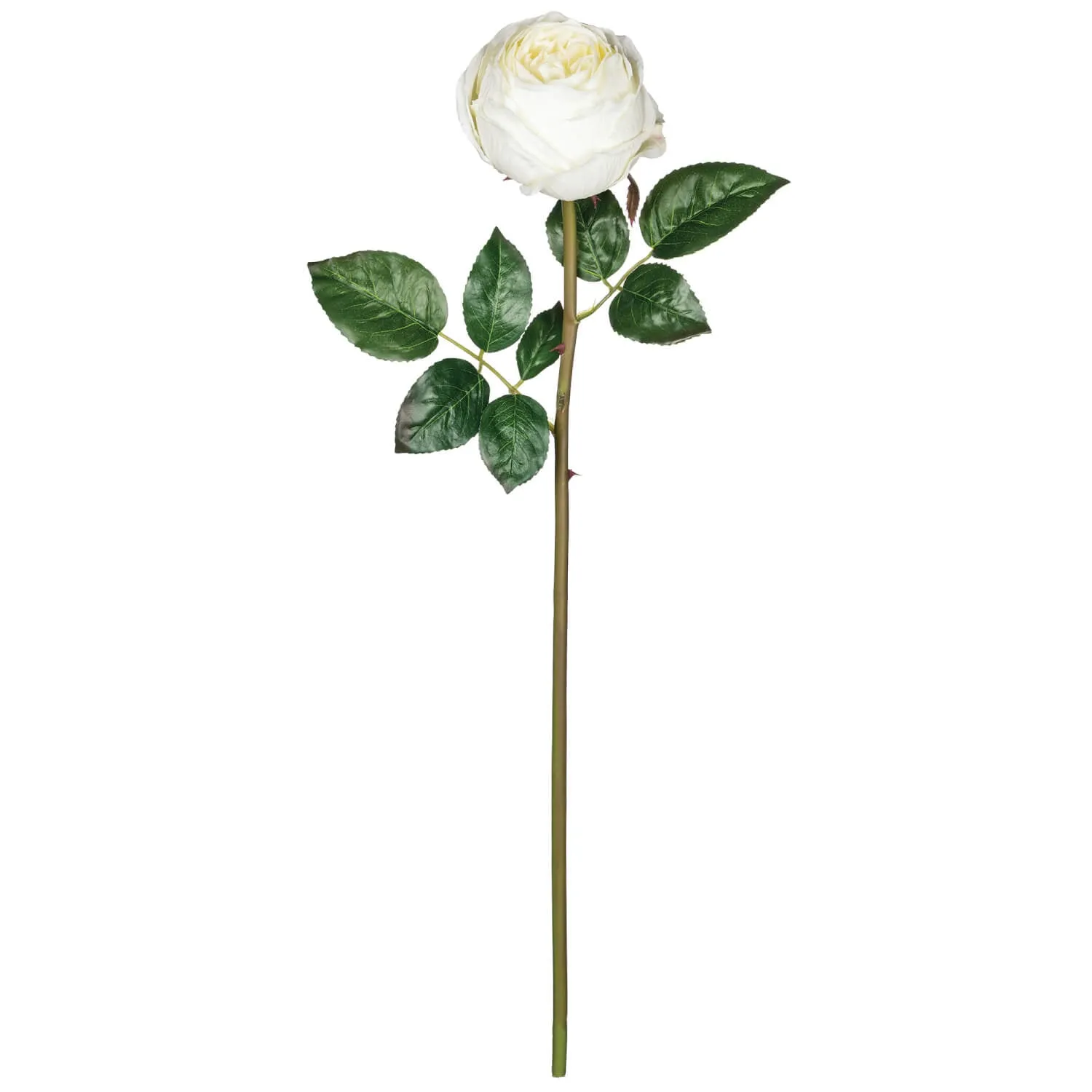 Cabbage Rose Stem