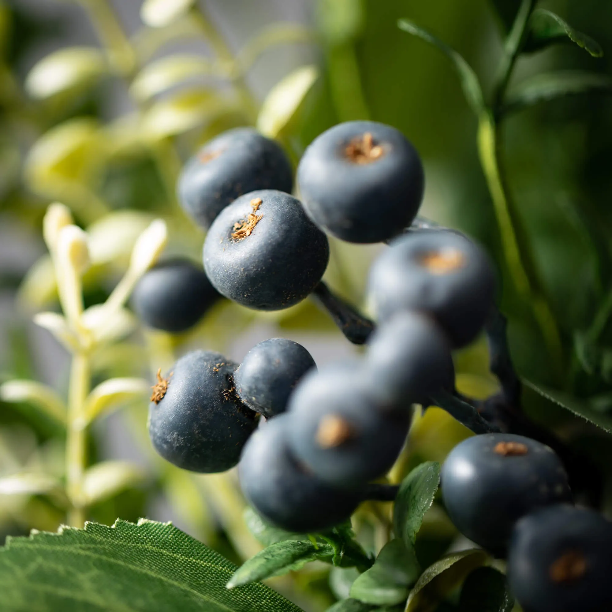 Green Leaf Blueberry Pick